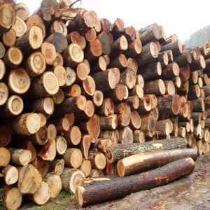 Acacia Logs