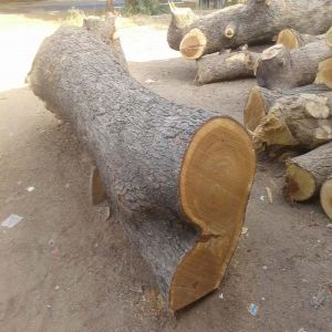 Neem Wood Log