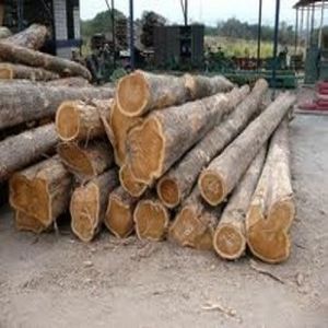 Jungle Wood Logs